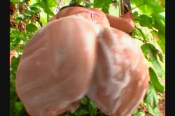 Captura de 'Big Slippery Brazilian Asses' nº 42