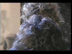 'Ebony Summer' screenshot nº 98