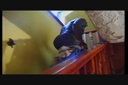 'Big Omar's Anal Holiday Harlots' screenshot nº 48