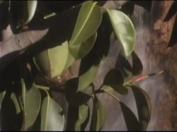 'Indulging In Lust' screenshot nº 106