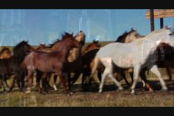 'Barn Girls' screenshot nº 112