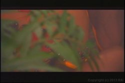 Captura de 'Group Sex 3: Let's Party!' nº 3