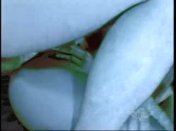 Captura de 'Flutes in the Chutes' nº 113