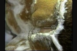 Captura de 'Anal Vision 4' nº 80