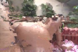 'Miss Big Ass Brazil 8' screenshot nº 78