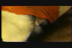 Captura de 'Anal Vision 12' nº 139