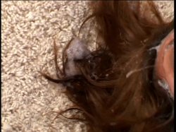 'Gag Factor 21' screenshot nº 22