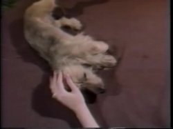Captura de 'Puppy Love' nº 49
