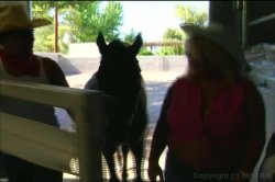 Captura de 'Big Butt Cowgirls Of Las Vegas 2' nº 92