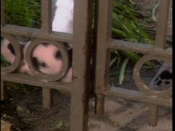 Captura de 'American Nymphette 3' nº 46