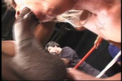 'American Cocksucking Championship 12' screenshot nº 77