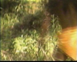 'In and Out of Africa' screenshot nº 7