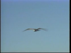 'Midget on Milligan's Island' screenshot nº 118