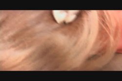 'Chubby Cocksuckers Vol. 3' screenshot nº 98