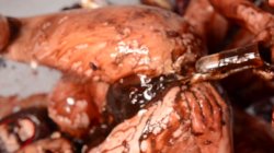 Captura de 'Messy Girls Pie Whores' nº 71
