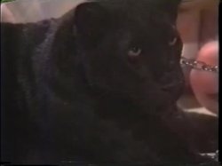 Captura de 'A Pussy Called Wanda 2' nº 6