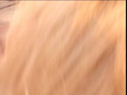 'Angel Soft Kittens' screenshot nº 26