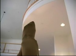 Captura de 'Best Of J/O Pantyhose - POV' nº 7