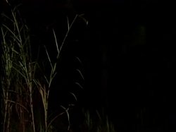 Captura de 'Amazon Heat 2' nº 84
