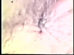 Captura de 'Solo Females Nudes & Lesbians 28 1970s (Color)' nº 35
