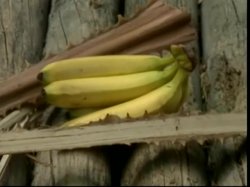 'Ginger's Island 2' screenshot nº 136