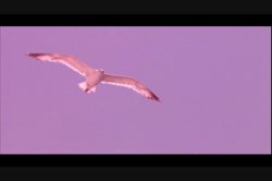 'Dorcel Airlines: Flight To Ibiza (French)' screenshot nº 64