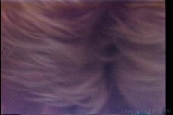 Captura de 'Ginger Lynn Screws The Stars' nº 75