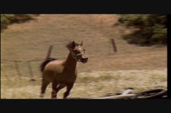 Captura de 'Amber Lynn Screws The Stars' nº 5