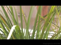 Captura de 'Watch Me Diddle My Pussy' nº 13