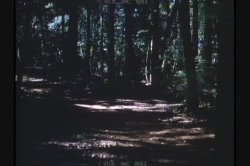 'Spirit of Seventy Sex' screenshot nº 105