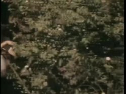 'Rhonda Jo Petty Double Feature - Sweet Dreams Suzan' screenshot nº 115