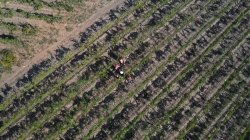 'Le Bus des Libertins #6 Parthouze dans les Vignes' screenshot nº 119