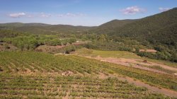 'Le Bus des Libertins #6 Parthouze dans les Vignes' screenshot nº 97