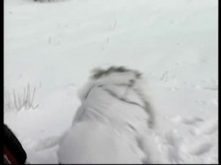 Captura de 'Natural Wonders of the World - Snow Bunnies' nº 80
