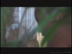 'Fantasy Vs. Reality' screenshot nº 2