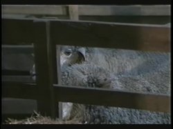 Captura de 'Phone Sex Girls: Australia (019485169737)' nº 66