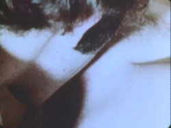 Captura de 'Sinful Stags (029502196073)' nº 102