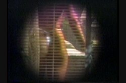 Captura de 'Cock Teasing Exhibitionist' nº 92