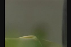 Captura de 'Never Say Never To Rocco Siffredi' nº 112