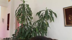 Captura de 'Teen Sex: My First Sex In Front of Camera Vol. 4' nº 121