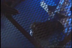 Captura de 'Freaknic' nº 66