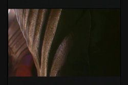 'Evolution' screenshot nº 37