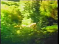 'Sulka Superstar' screenshot nº 115