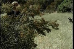 Captura de 'Homey in the Haystack' nº 62
