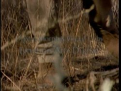 Captura de 'Search For The Snow Leopard' nº 2