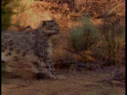 Captura de 'Search For The Snow Leopard' nº 107