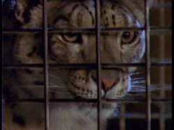 Captura de 'Search For The Snow Leopard' nº 134