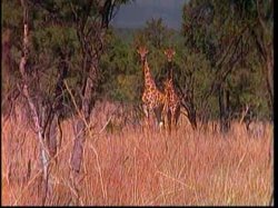 Captura de 'Africa Rising' nº 4