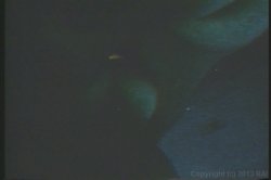 Captura de 'Felicia' nº 40