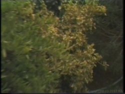 'Big Boob Bangeroo 15' screenshot nº 52